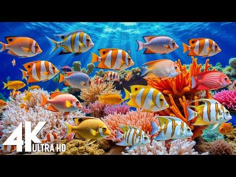 [NEW] 11HR Stunning 4K Underwater footage-Rare & Colorful Sea Life Video - Relaxing Sleep Music #15