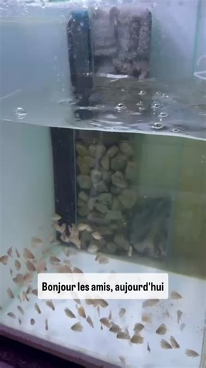 🤩 Chez Franck Planète Discus Réunion, les petits discus sont chouchoutés‼️ 👉 Franck vous montre ici comment sevrer des alevins à une alimentation sèche. 👀 Et cela tout en conservant une très bonne croissance de ses poissons… ☹️ Car très fréquemment, les éleveurs constatent une perte de croissance lorsqu’ils transfèrent leurs jeunes poissons d’une alimentation à base de nauplii d’Artemia à une alimentation sèche. ✌️ Et une fois qu’ils deviennent un peu plus grands, vous pouvez alors utiliser S