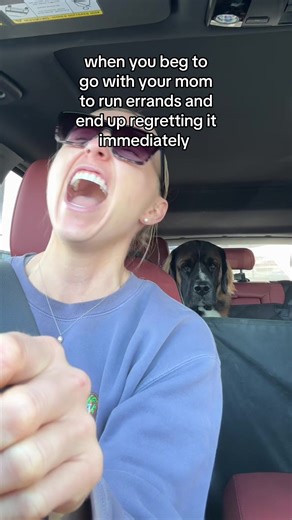 Bruno the Saint Bernard Learns a Lesson While Begging