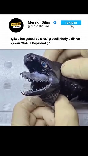 Goblin köpekbalığı (Mitsukurina owstoni), derin denizlerde yaşayan ve oldukça sıra dışı özelliklere sahip bir köpekbalığı türüdür. "Yaşayan fosil" olarak da bilinen bu köpekbalığı, ilginç görünümü ve yaşam şekliyle dikkat çeker. En dikkat çekici özelliği, uzun, yassı ve kılıç benzeri bir burnudur. Bu burun, çevresindeki avları algılamasına yardımcı olan elektrosensörlerle kaplıdır. Goblin köpekbalığının çenesi avını yakalamak için ileri doğru çıkabilir. Bu özellik, oldukça hızlı ve etkili bir av