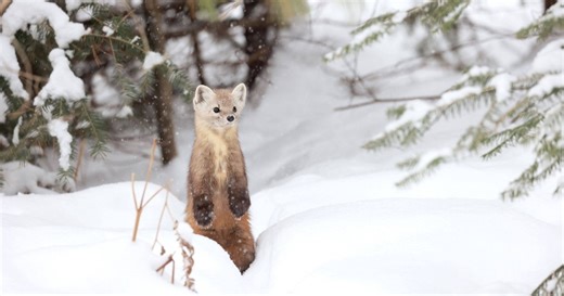 Winter Wildlife Watching