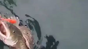 337K views · 3.2K reactions | Stubbornness paid the price dearly | Top Videos Fishing | Facebook