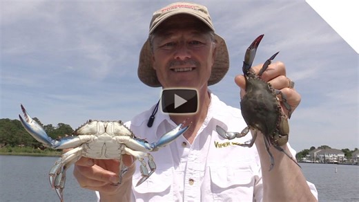 How to clean a crab - the quick and easy way