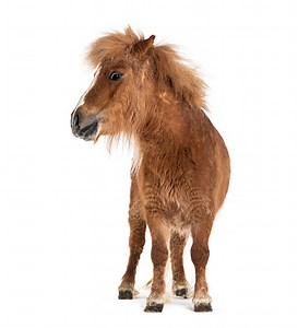 Falabella, Falabella Miniature Horse, Falabella Pony, Argentine...