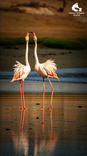 flamingo dance beautiful scene #animals #flamingo