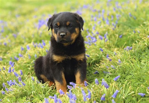Rottweiler Puppies For Sale In Vallejo, CA