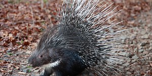 Porcupines accidentally quill themselves so often that nature provided an adaptation