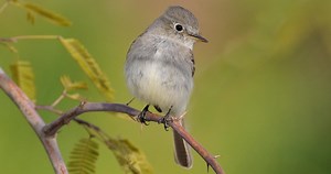 Gray Flycatcher Identification, All About Birds, Cornell Lab of Ornithology