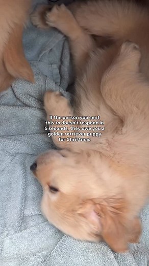 16K views · 5.4K reactions | Who can collect the most golden retriever puppies? GO. ‍♀️‍♂️ Happy #babybowiefriday | Bowie The Golden Retriever | Facebook