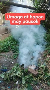 25K views · 256 reactions | Umaga at hapon may pausok sa may babuyan. #pig #farming #Hograising #backyard #piggery #tips #sharingiscaring #successtips #successmindset #buhaymagsasaka #piggerybusiness #sow #farmlife #agribusiness #agriculture #piggerybusiness #ownbusiness #farmer #hogbusiness #diskarte #biosecurity #IwasVirus #fightvirus #ingatpalagi #ingatpotayonglahat | Putak Teh V | Facebook