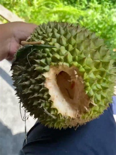 Durian Merah Red volcano dimakan tupai sebelum merah sempurna #durian #redvolcano #kebundurianmerah
