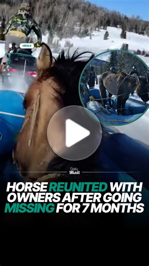 Horse reunited with owners after surviving seven months in the wild