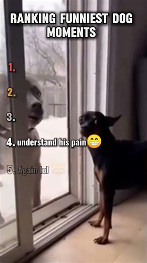 Ranking funniest dog moments pt-6#dogshorts#funnydogsvideos#viralshots