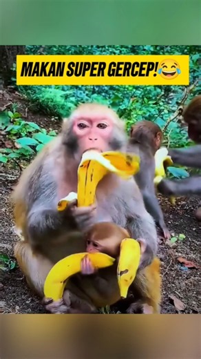 The Moment a Mother Monkey Sets a Record for Fastest Banana Eating! 😱 #funnymonkey