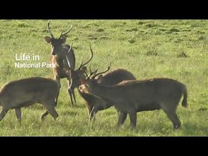 mating ritual of the Javan Deer (Cervus timorensis) in Alas Purwo National Park