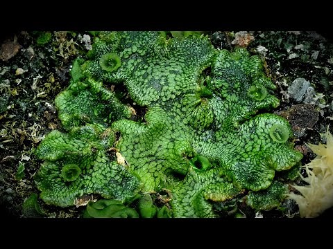 Time Lapse of Liverwort Plant Taking Over the Planter