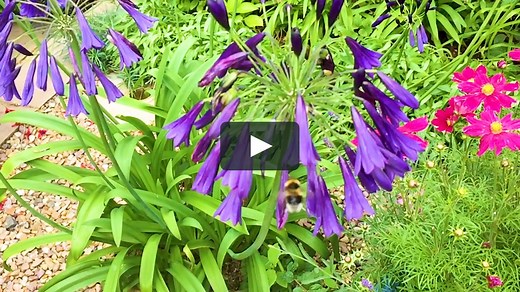 New Gardeners World Theme Tune