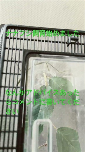 ナナフシ飼育始めました