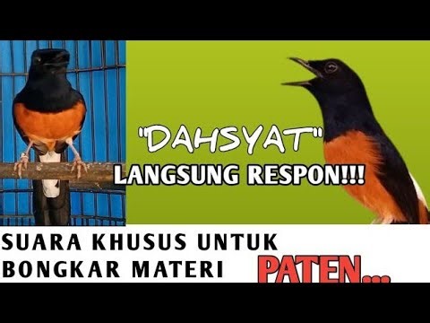 murai batu medan GACOR FULL ISIAN MEWAH BAIK UNTUK MASTERAN