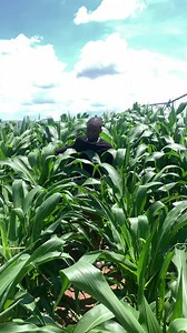 70K views · 6.8K reactions | Maize production video by Agronomist H.Kanyimbo Fertilization: Well done. Weed control: Excellently managed. Insect control: Effectively handled. Disease: Free. I hope and pray for every farmer to achieve a fruitful and prosperous maize crop this year. Together, let's nourish our nation by providing abundant food. Secure the bucket and the bag 﫡 #agriculture #MaizeFarming #food | Agronomist H Kanyimbo | Facebook