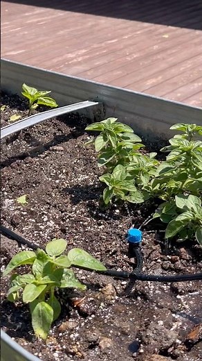 Installing Drip Irrigation on Raised Beds