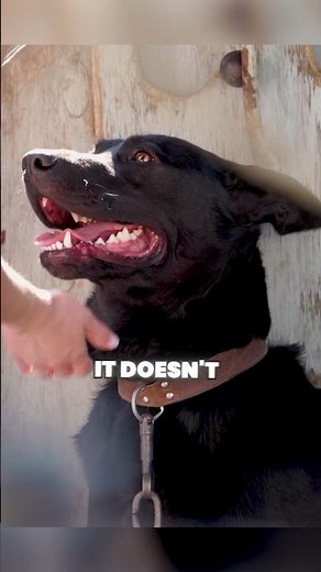 You’re Playing With Your Dog All Wrong 🐶❌