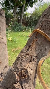 26K views · 95 reactions | Indian Cat Snake Rescue ❤️. Please follow me. #viralvideo #highlightseveryone | Mobarak Snakesaver | Facebook