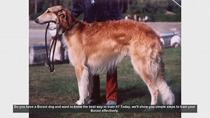 Effective Borzoi Training: Simple Steps for Success