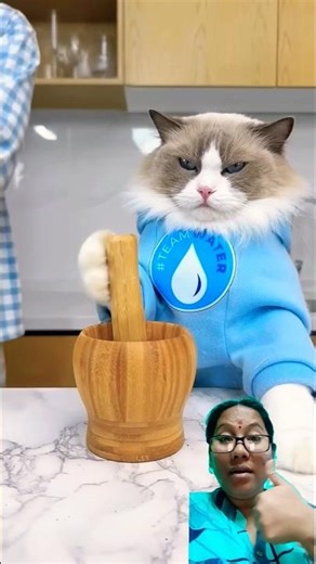 New 30min Ultimate Cat Compilation! That Llilttle Puff