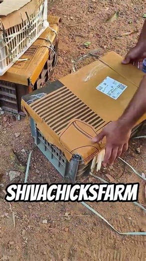 New stock show quality parrot beak aseel #aseel #youtubeshorts #birds