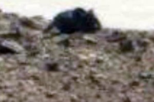 Mars rover spots ‘giant rat’ on the Red Planet