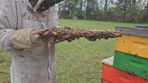 #bees #beekeeping #apiary | Honey Apple Farm