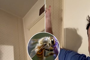 Family finds thousands of bees have infested their home when honey drips from the walls