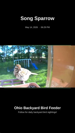 Song Sparrow at My Ohio Feeder – Night! May 14, 2026