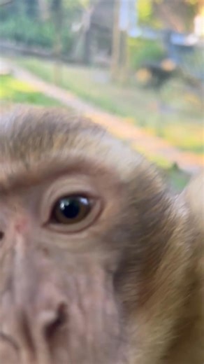 🐵 Meet Munch, the Baby Barbary Macaque! 🐵 Say hello to our youngest Macaque-Munch! With wide curious eyes, a fuzzy little face, and a big appetite for leafy greens (and mischief!), this baby Barbary macaque is already winning hearts at the park. Munch is part of a socially complex monkey species known for strong family bonds and grooming rituals that build friendships. You’ll often spot Munch bouncing playfully under the watchful eye of keepers Jess and Natalie, who have been supplementing bot