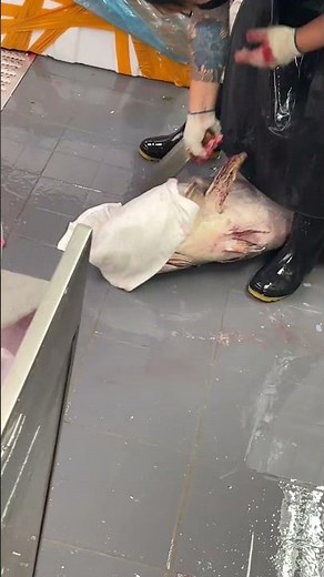 Giant Big Fish Catch Amazing Moment