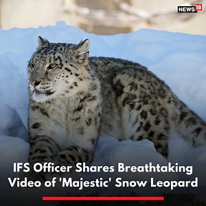 Social-media-savvy, Indian Forest Service (IFS) officer Susanta Nanda posted a stunning video of a snow leopard on Twitter. The footage, which Nanda shared was from Asia’s Karakoram range. It shows a lone snow leopard in snowy surroundings! #viral #nature #socialmedia #snowleaopard #leopard #Bigcats #endangered #naturelovers | News18