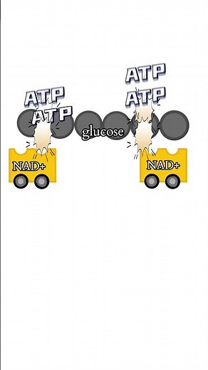 lactic acid fermentation explained #apbio #apbiology #glycolysis