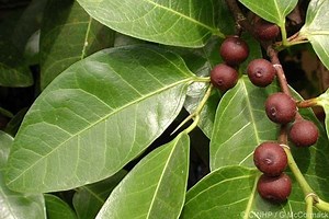 Ficus tinctoria - Alchetron, The Free Social Encyclopedia