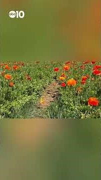 Carlsbad Flower Fields draw huge crowds every spring