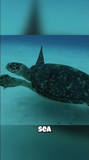 🐢 Hawksbill Sea Turtles: The Picky Eaters of the Reef? 🐢 Their Unique Diet Revealed!