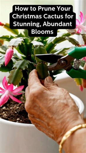 195K views · 937 reactions | How to Prune Your Christmas Cactus for Stunning, Abundant Blooms ✨ See full guide here: https://momideas.co/y4qh | LifeSaver Solutions | Facebook