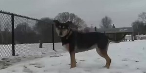 Keeping your pets protected from the cold