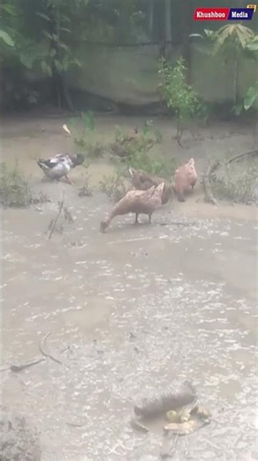 দেশী হাঁস পালন । (Domestic duck farming).