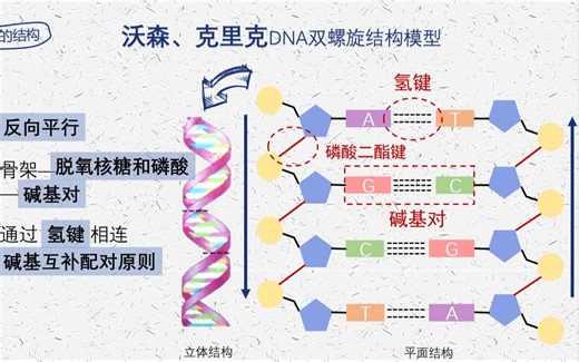 DNA结构及碱基计算问题
