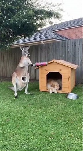 Kangaroo’s Prank! Pulls Out Giant Firework From Pouch, Turns Doghouse Into Smoke Show