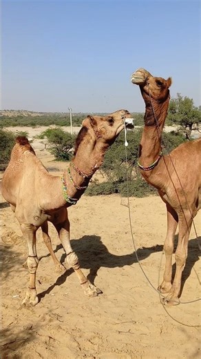 camel beautifull camelto sound song camel viral video #animals #animallife #camel #viral #desert
