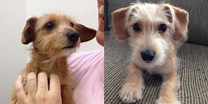 Der Dackel Terrier Mix & Mischling im Portrait (mit Bildern)