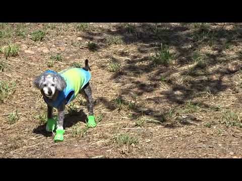 Wait, Do Dogs Wear Crocs?🐊🐾 Jack Daniel Tries His New BarkBox Crocs Shoes