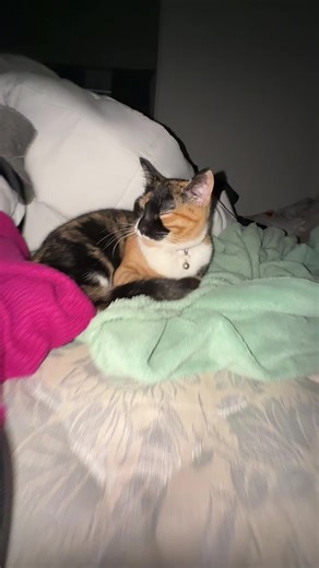 Cute Cat Moments with Baby Boo